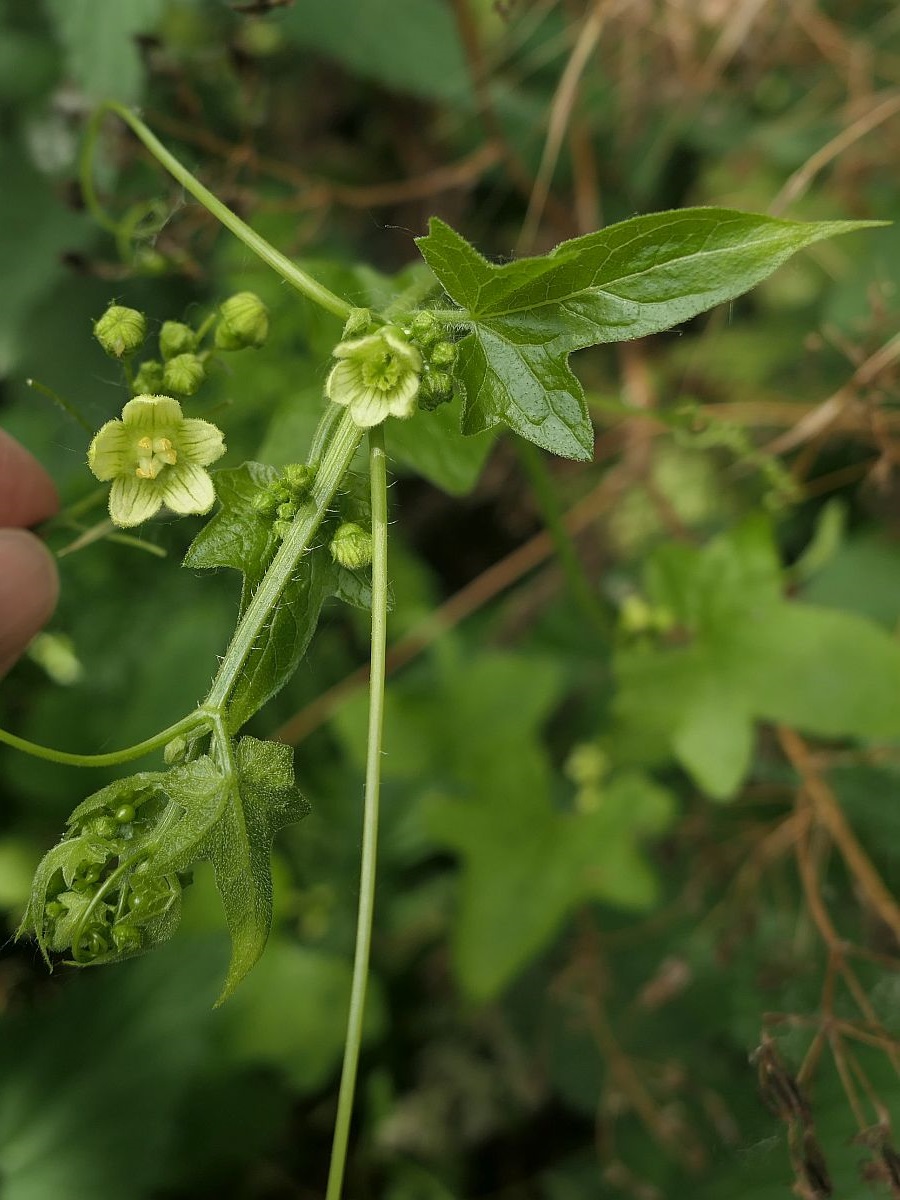 Bryonia dioica (door Hanneke Waller)