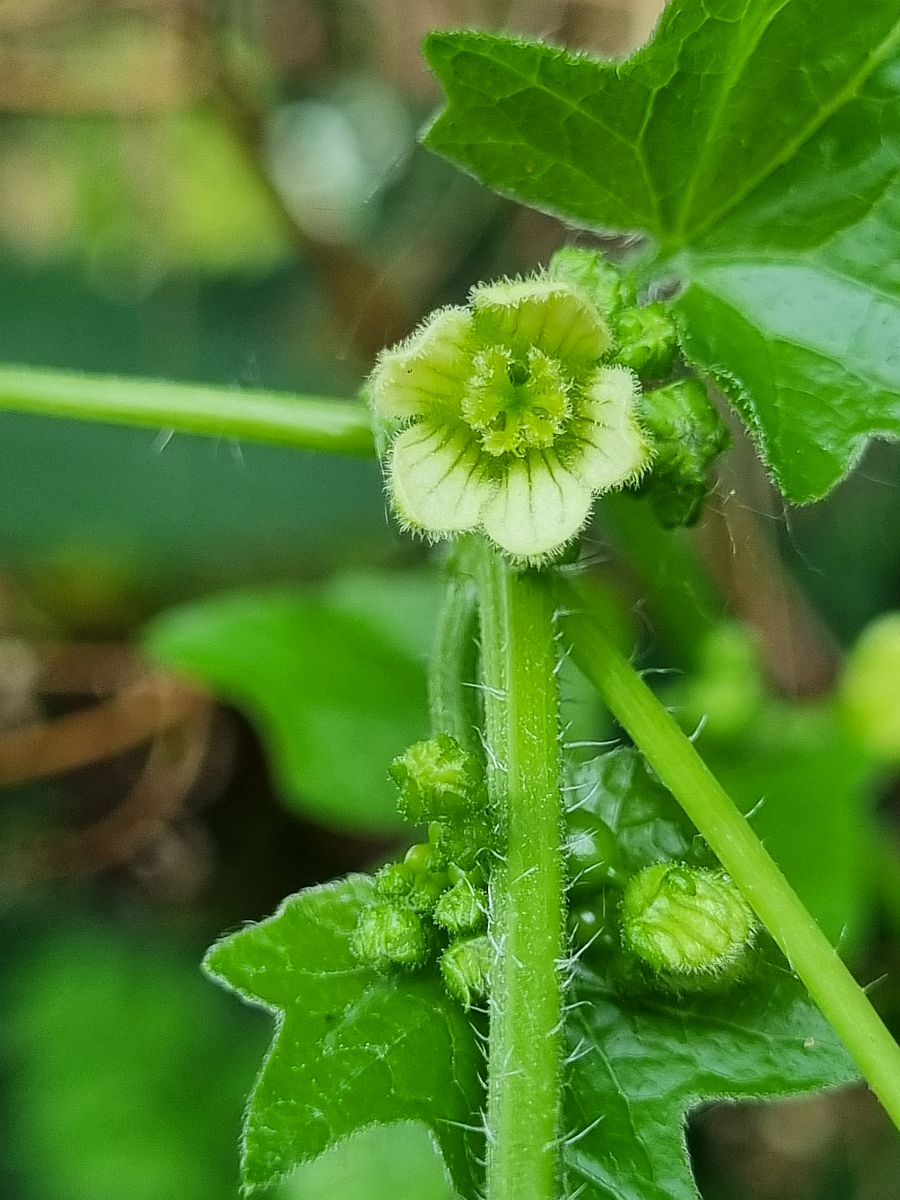 Bryonia dioica (door Hanneke Waller)