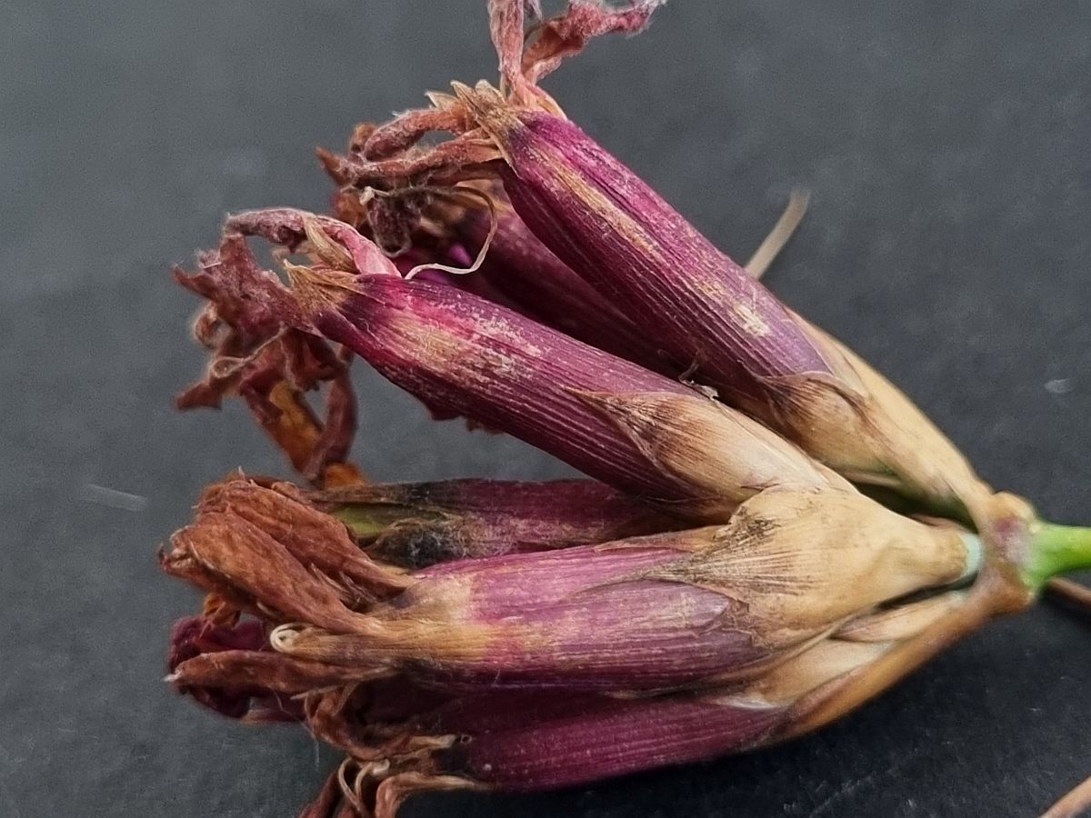 Dianthus giganteus (door Hanneke Waller)