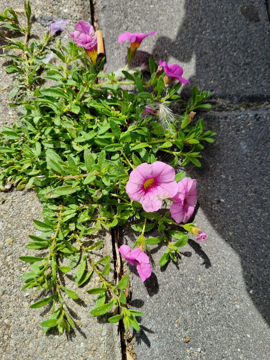 Calibrachoa parviflora (door Hanneke Waller)