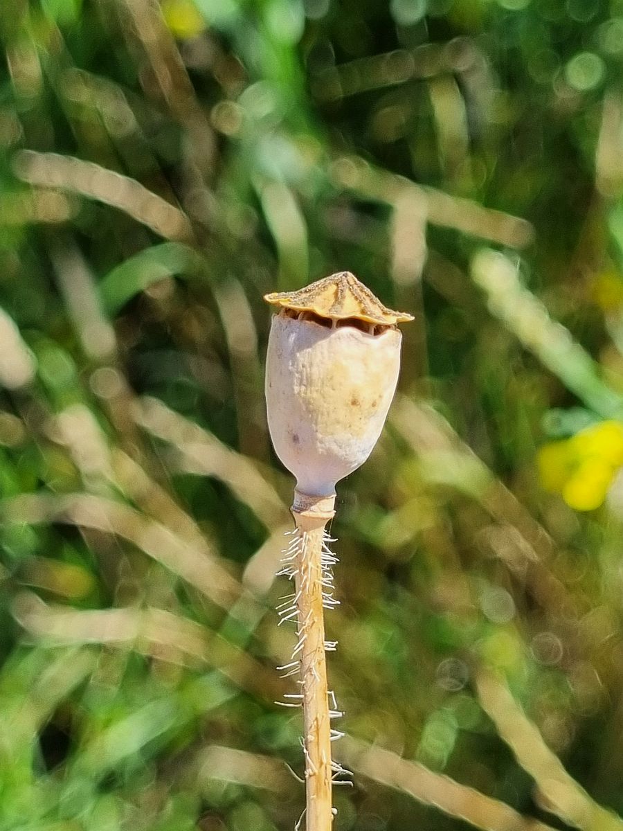 Papaver rhoeas (door Hanneke Waller)