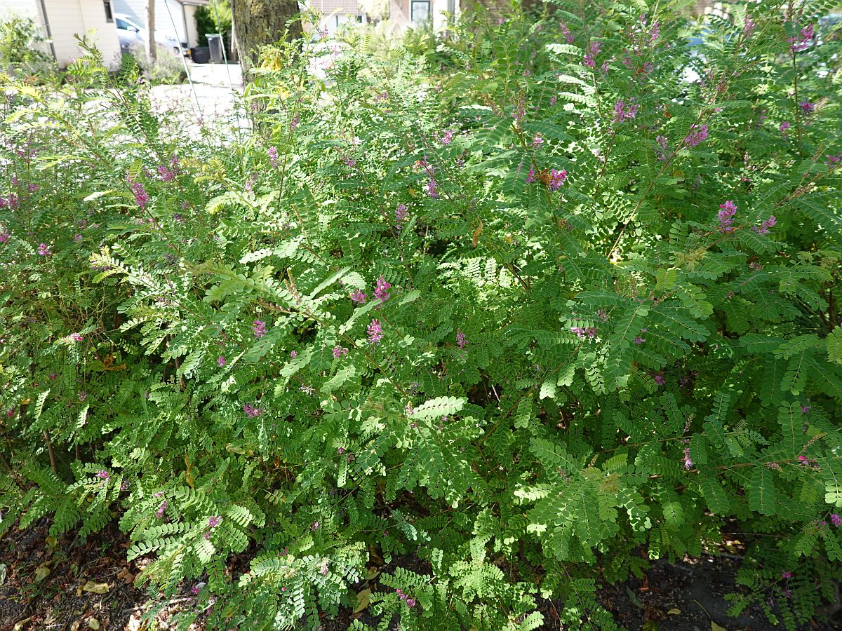 Indigofera heterantha (door Hanneke Waller)