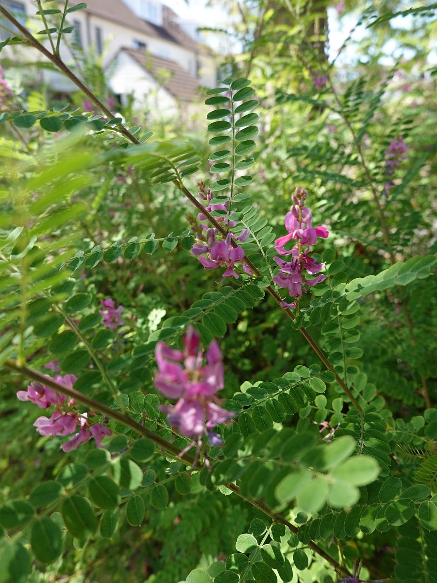 Indigofera heterantha (door Hanneke Waller)