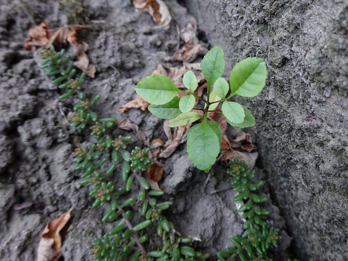 Fraxinus excelsior (door Hanneke Waller)