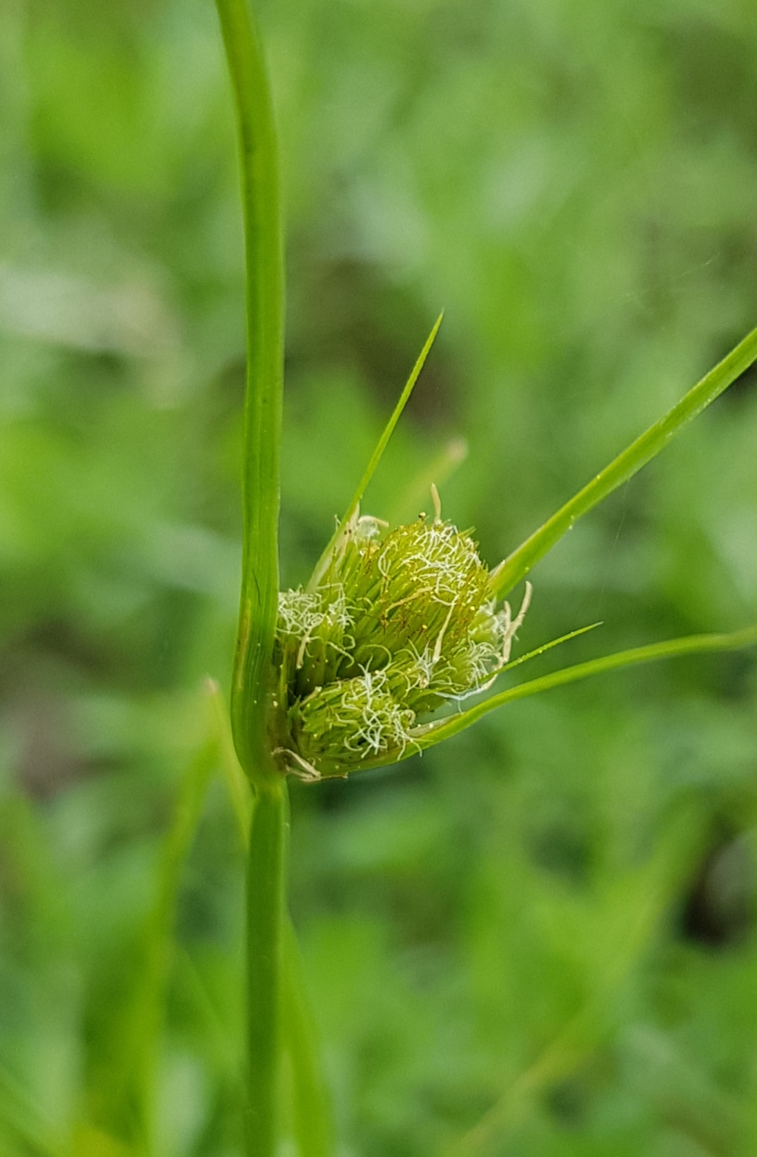 Carex bohemica (door Jaco Diemeer)