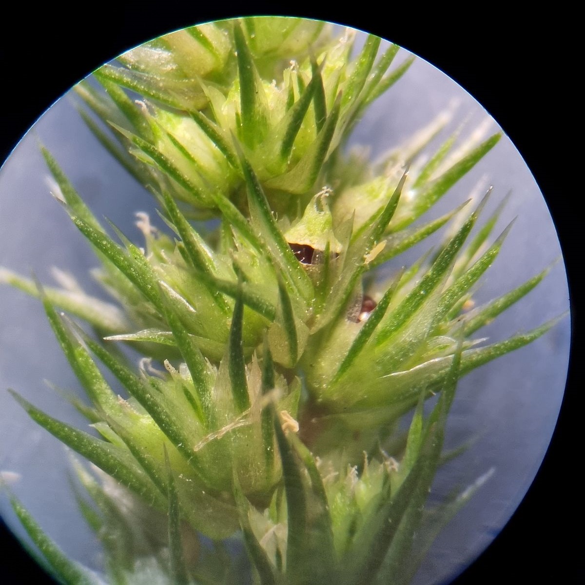 Amaranthus hybridus subsp. hybridus (door Hanneke Waller)