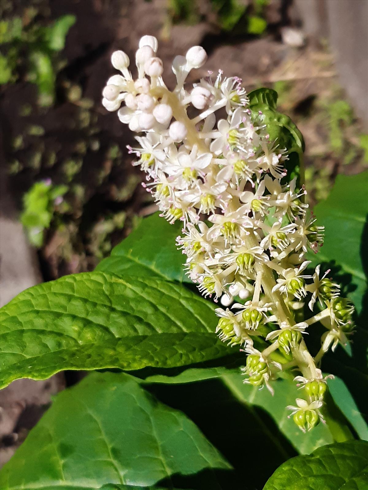 Phytolacca acinosa (door Anneke Drost)