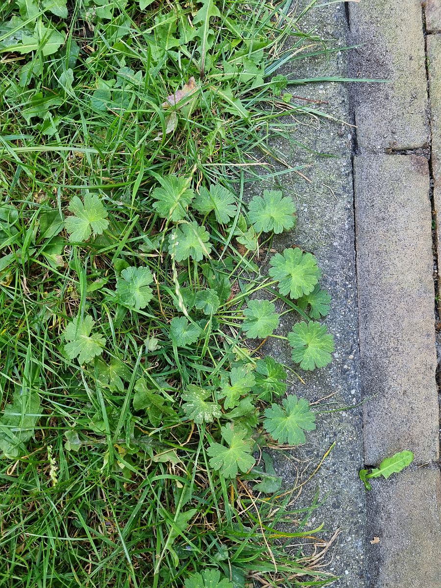 Geranium pyrenaicum (door Hanneke Waller)