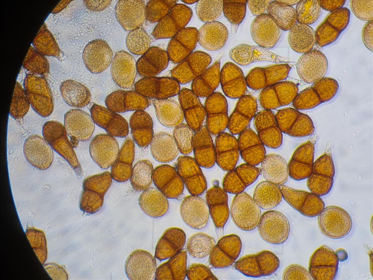 Puccinia bornmuelleri (door Willy Heimeriks)