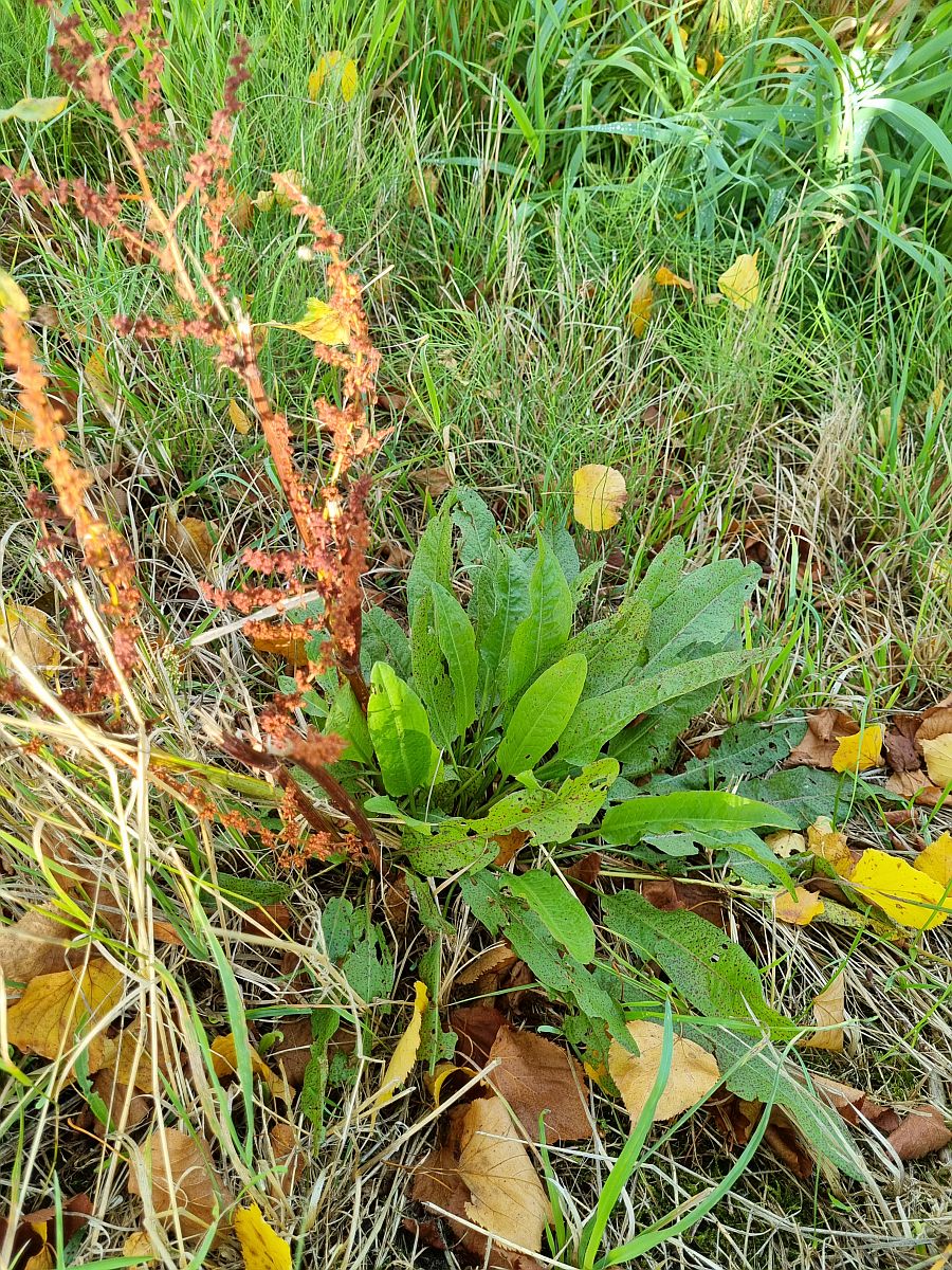 Rumex conglomeratus (door Hanneke Waller)