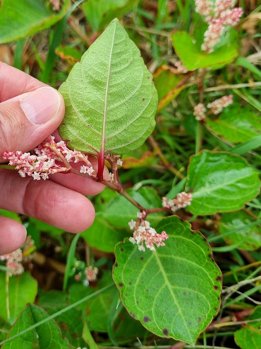 Fallopia japonica var. compacta (door Hanneke Waller)