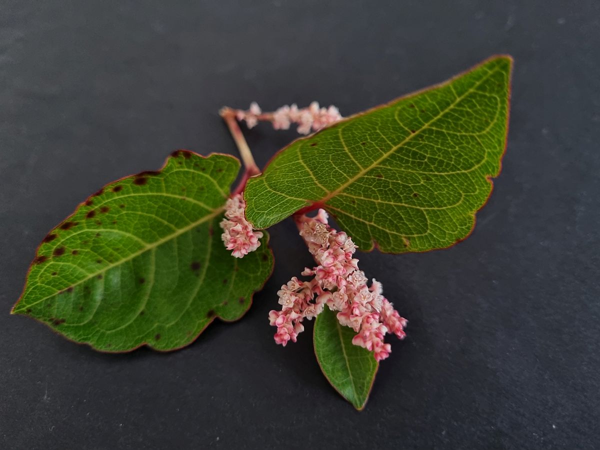 Fallopia japonica var. compacta (door Hanneke Waller)