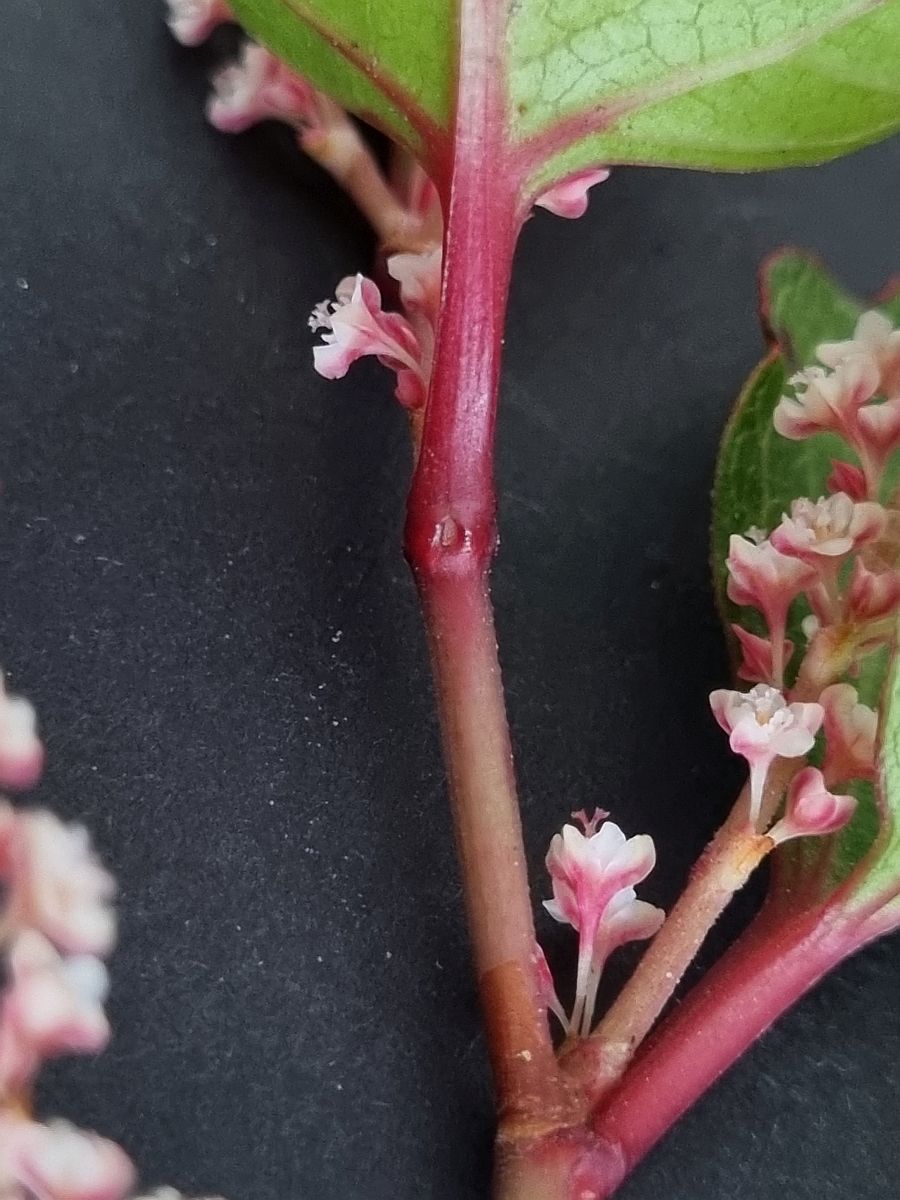 Fallopia japonica var. compacta (door Hanneke Waller)