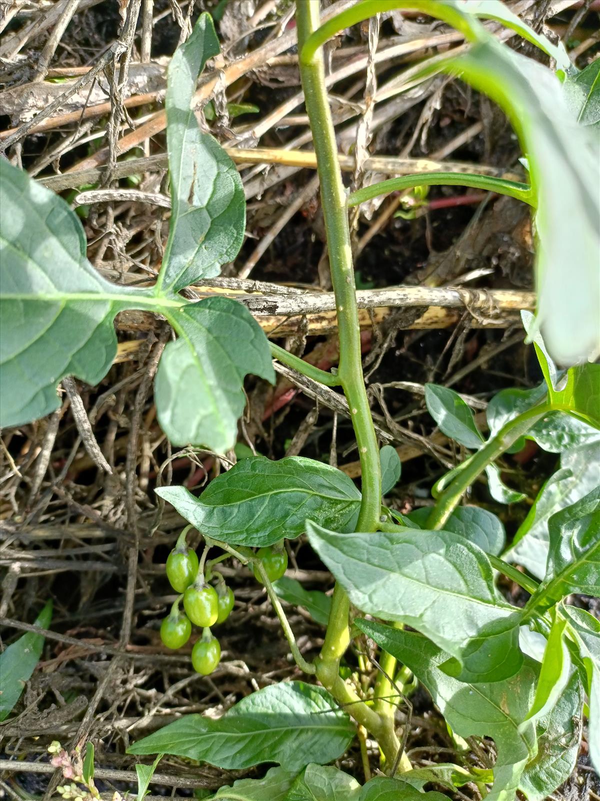 Solanum dulcamara (door P.J.M. Jacobs)