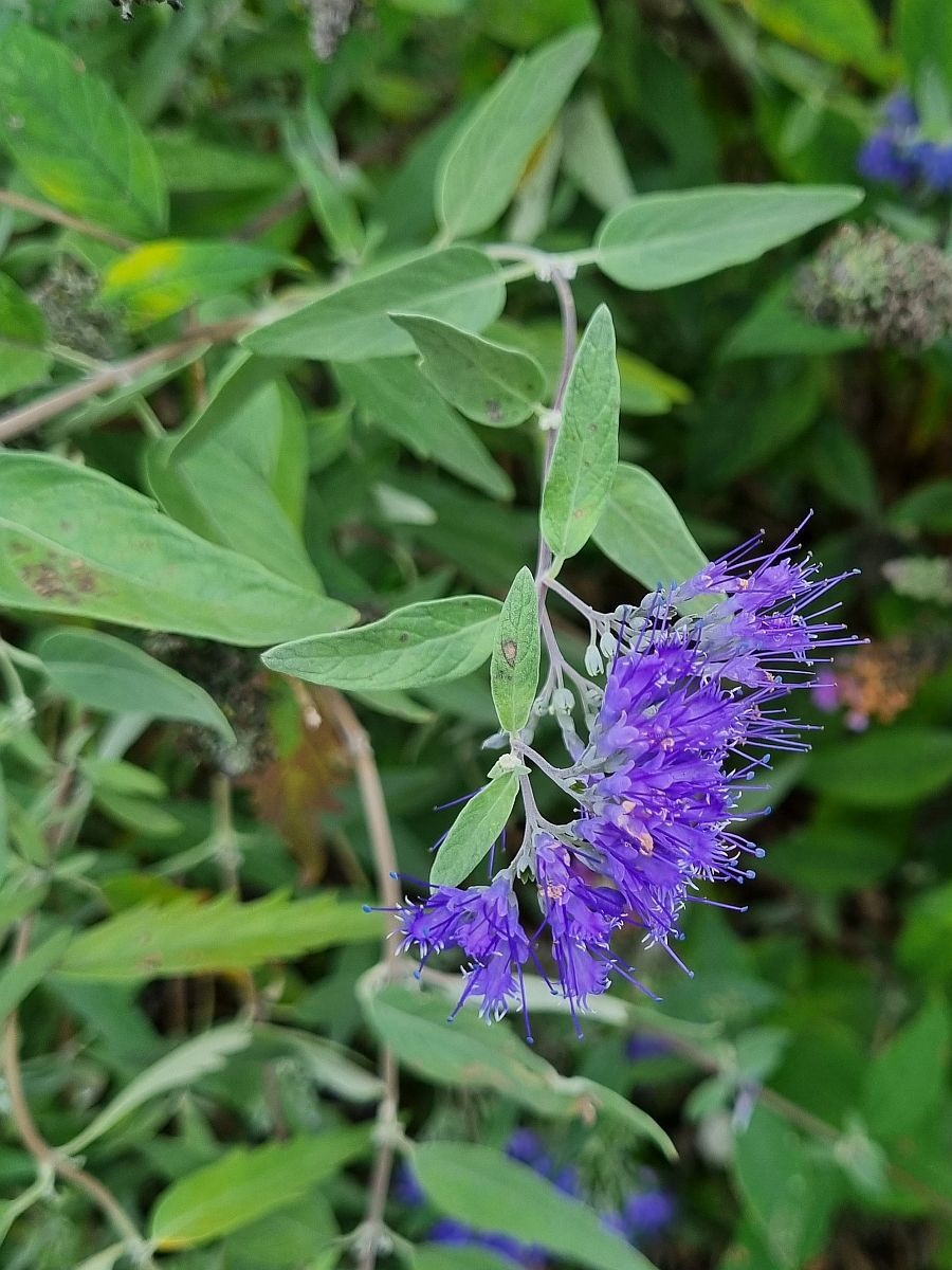 Caryopteris x clandonensis (door Hanneke Waller)