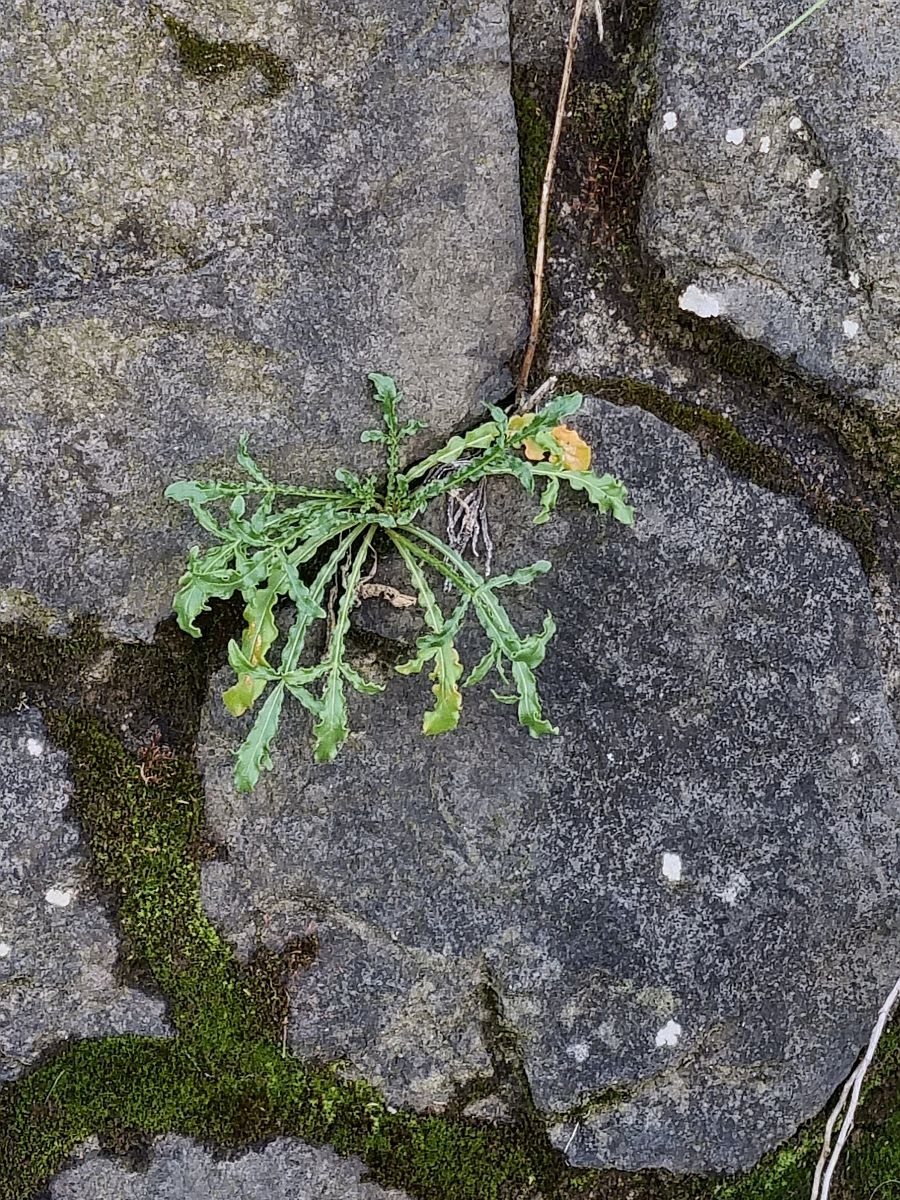 Reseda lutea (door Hanneke Waller)