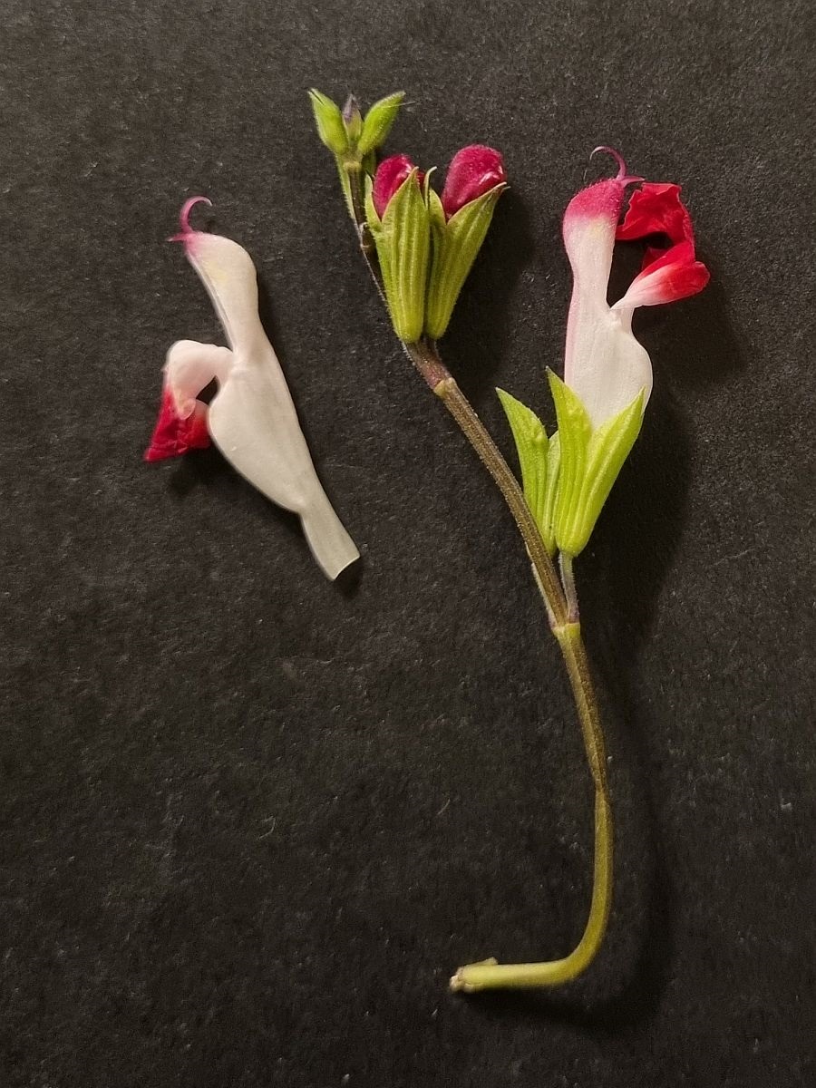 Salvia microphylla (door Hanneke Waller)