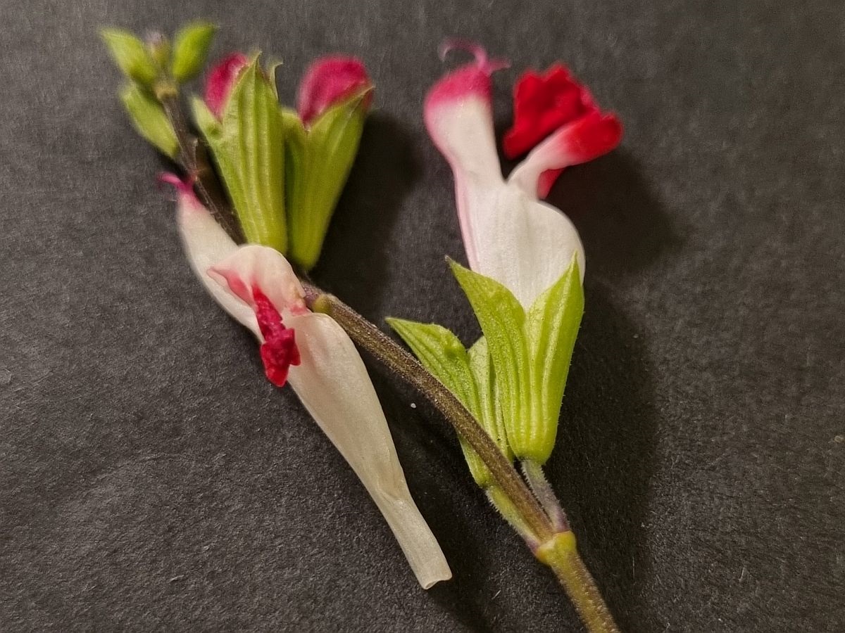 Salvia microphylla (door Hanneke Waller)