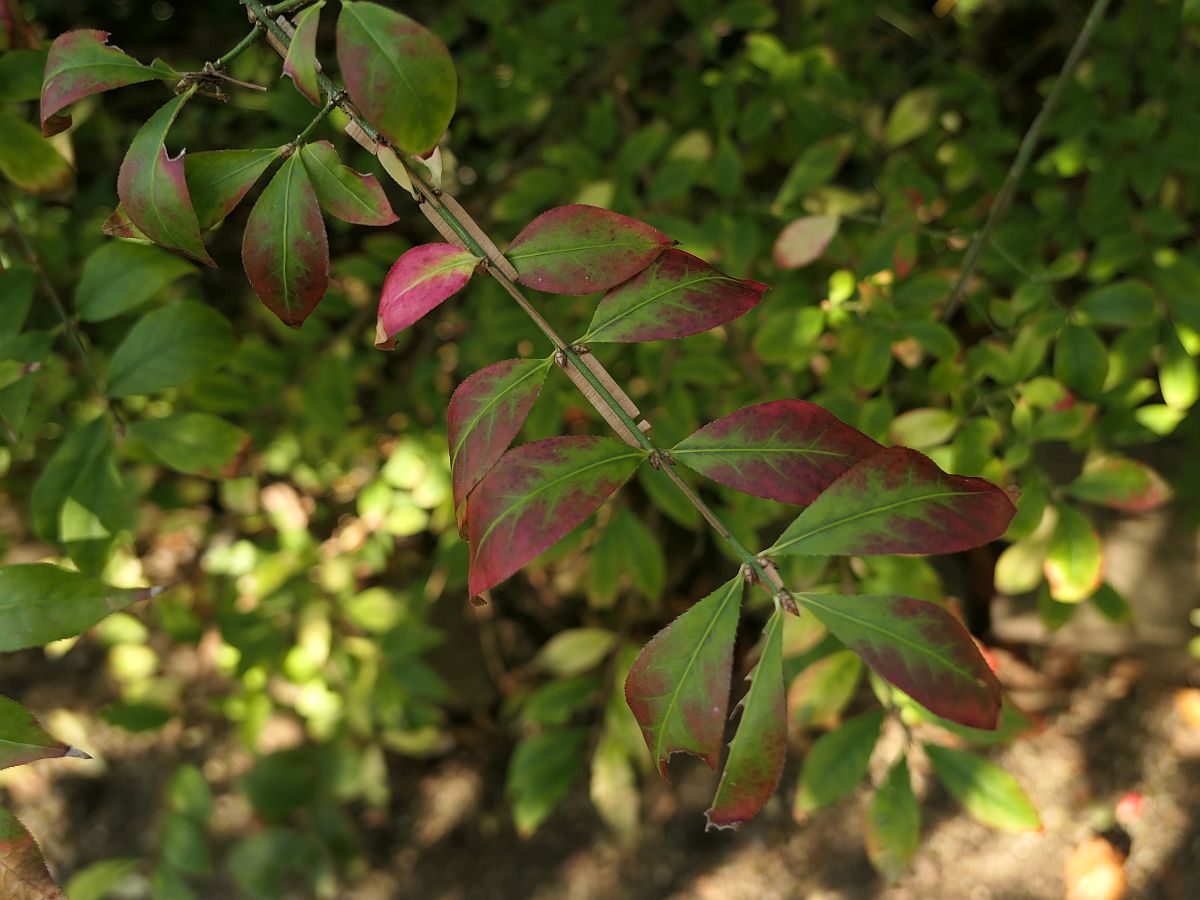 Euonymus alatus (door Hanneke Waller)