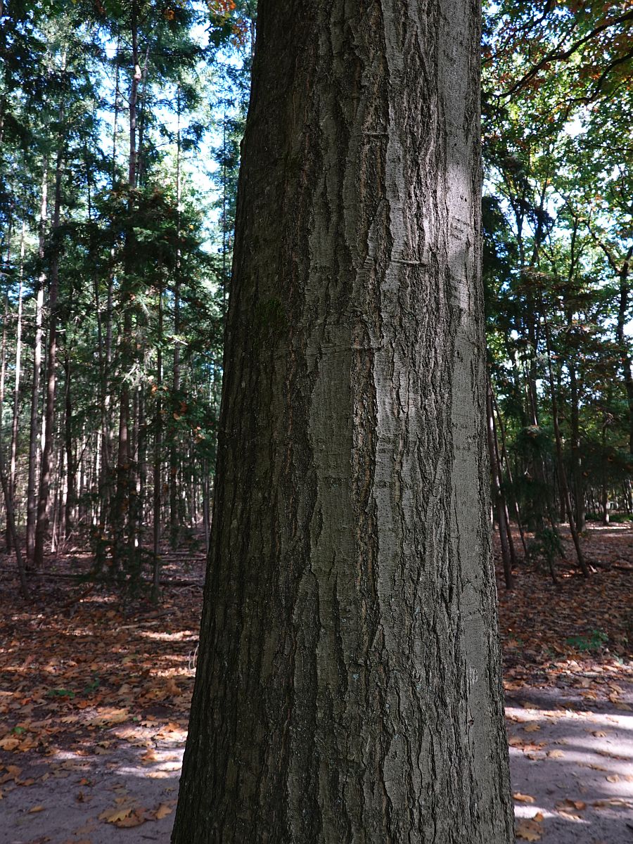 Quercus rubra (door Hanneke Waller)