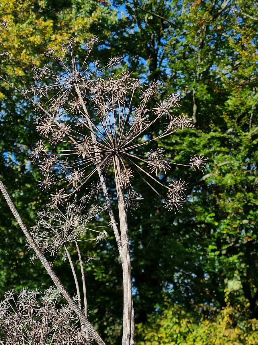 Angelica archangelica (door Hanneke Waller)