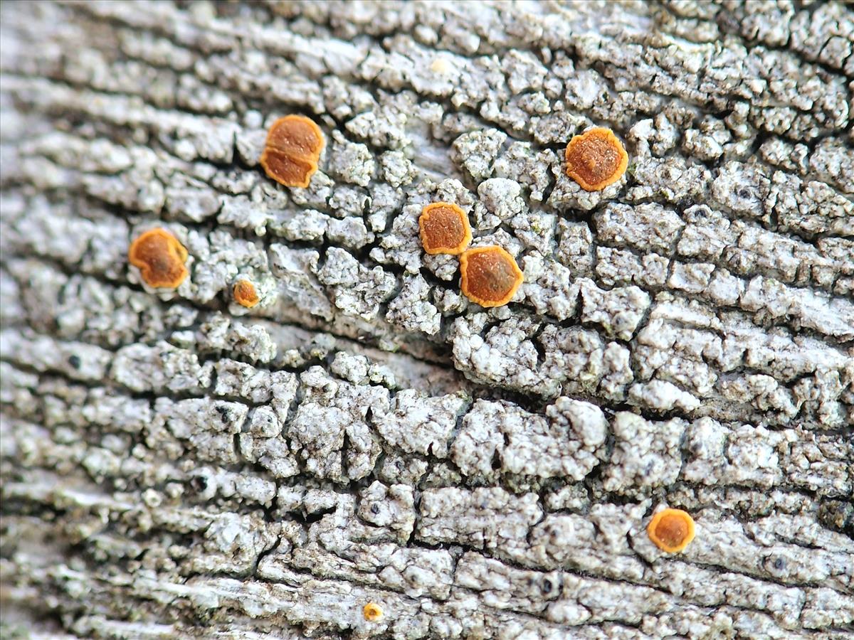 Blastenia ferruginea (door Matthijs Molenaar)