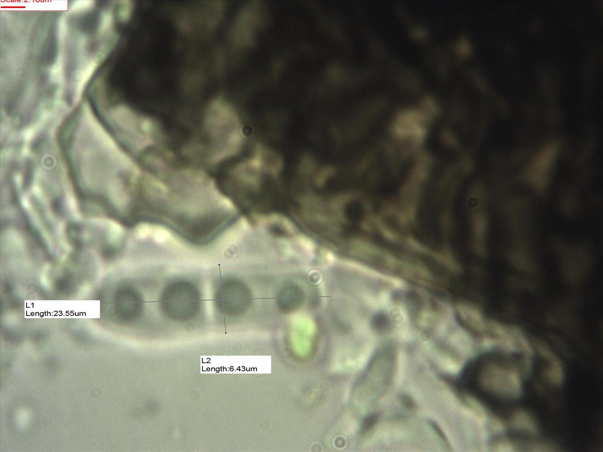 Naetrocymbe fraxini (door Hans Toetenel)