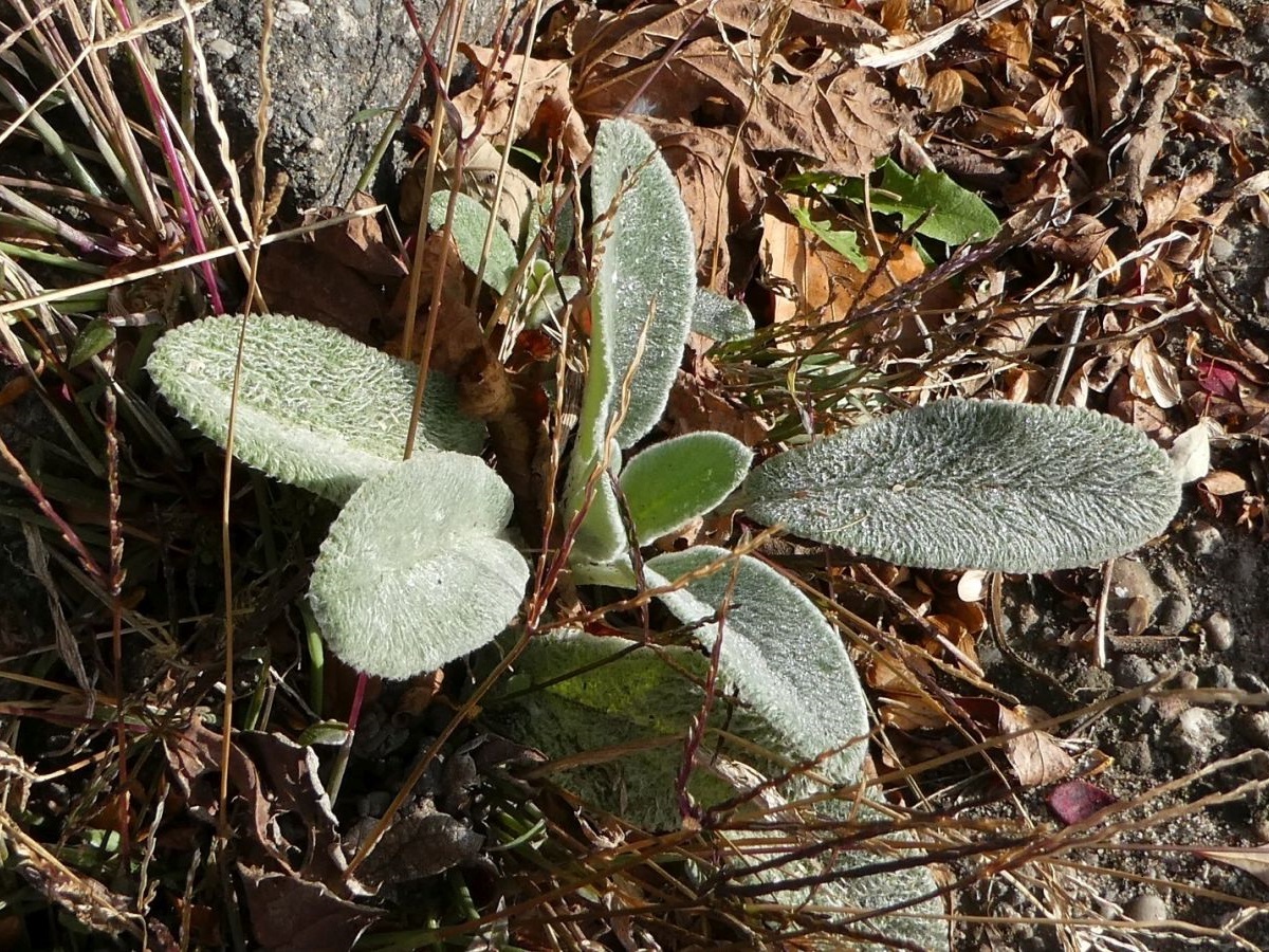 Stachys byzantina (door Hanneke Waller)