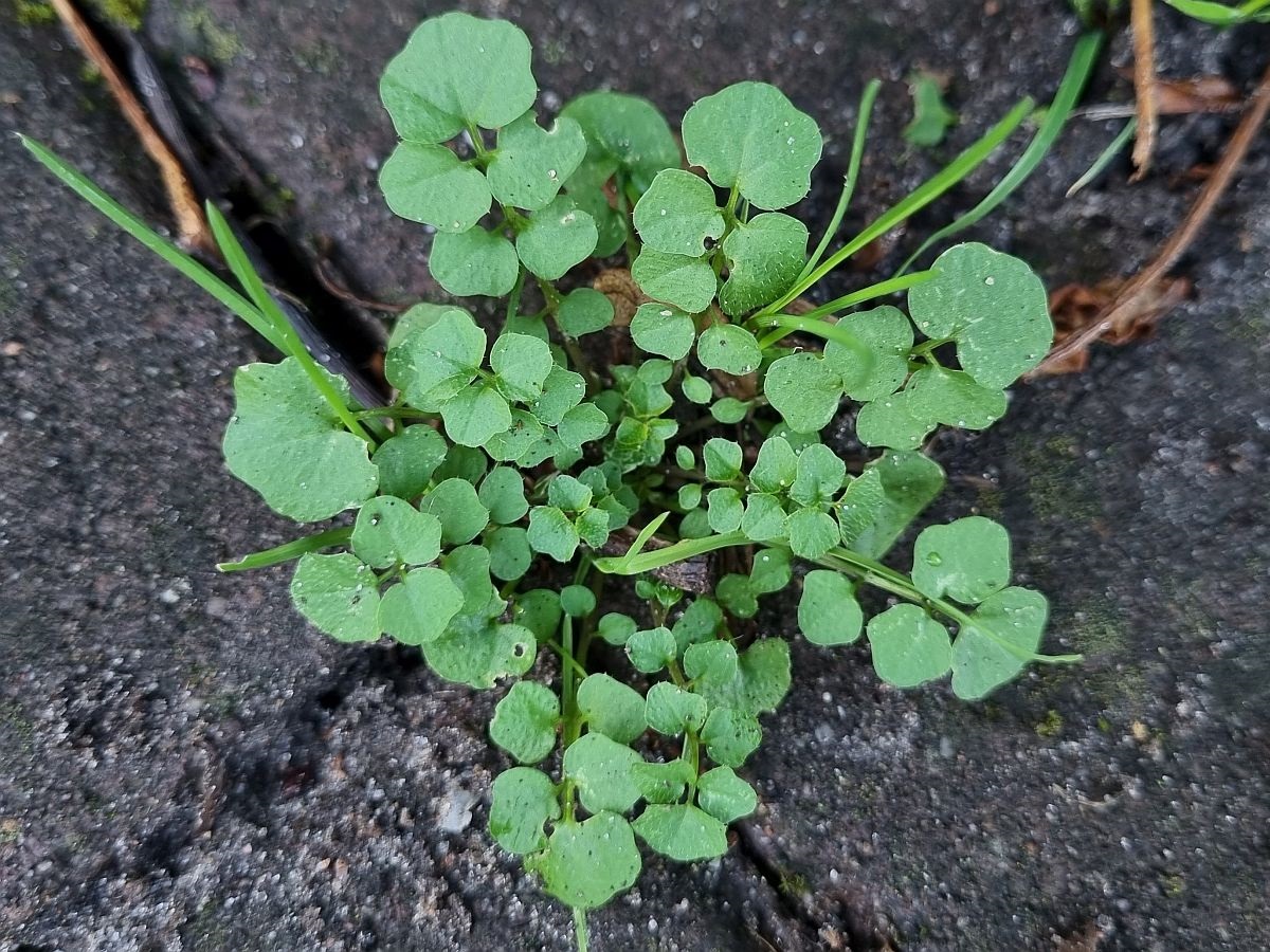 Cardamine hirsuta (door Hanneke Waller)