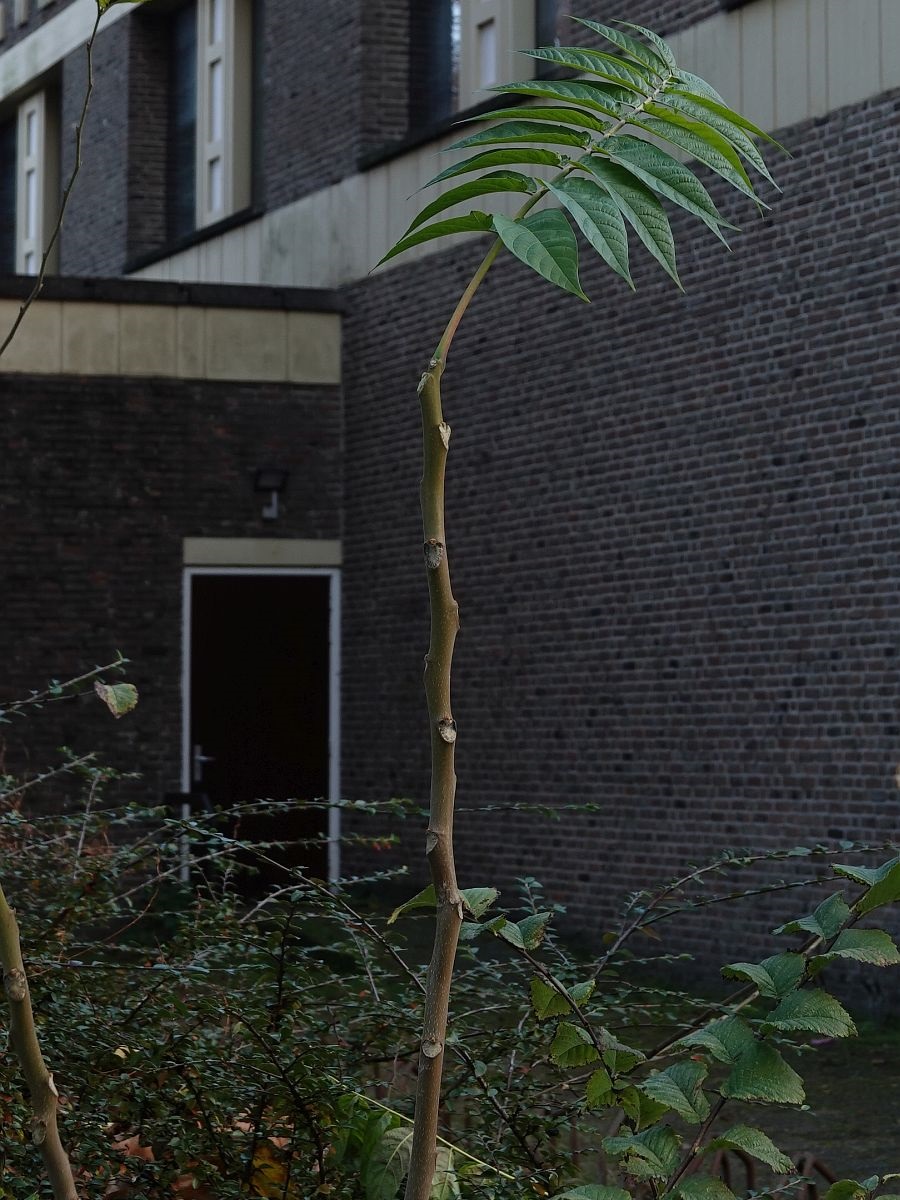 Ailanthus altissima (door Hanneke Waller)