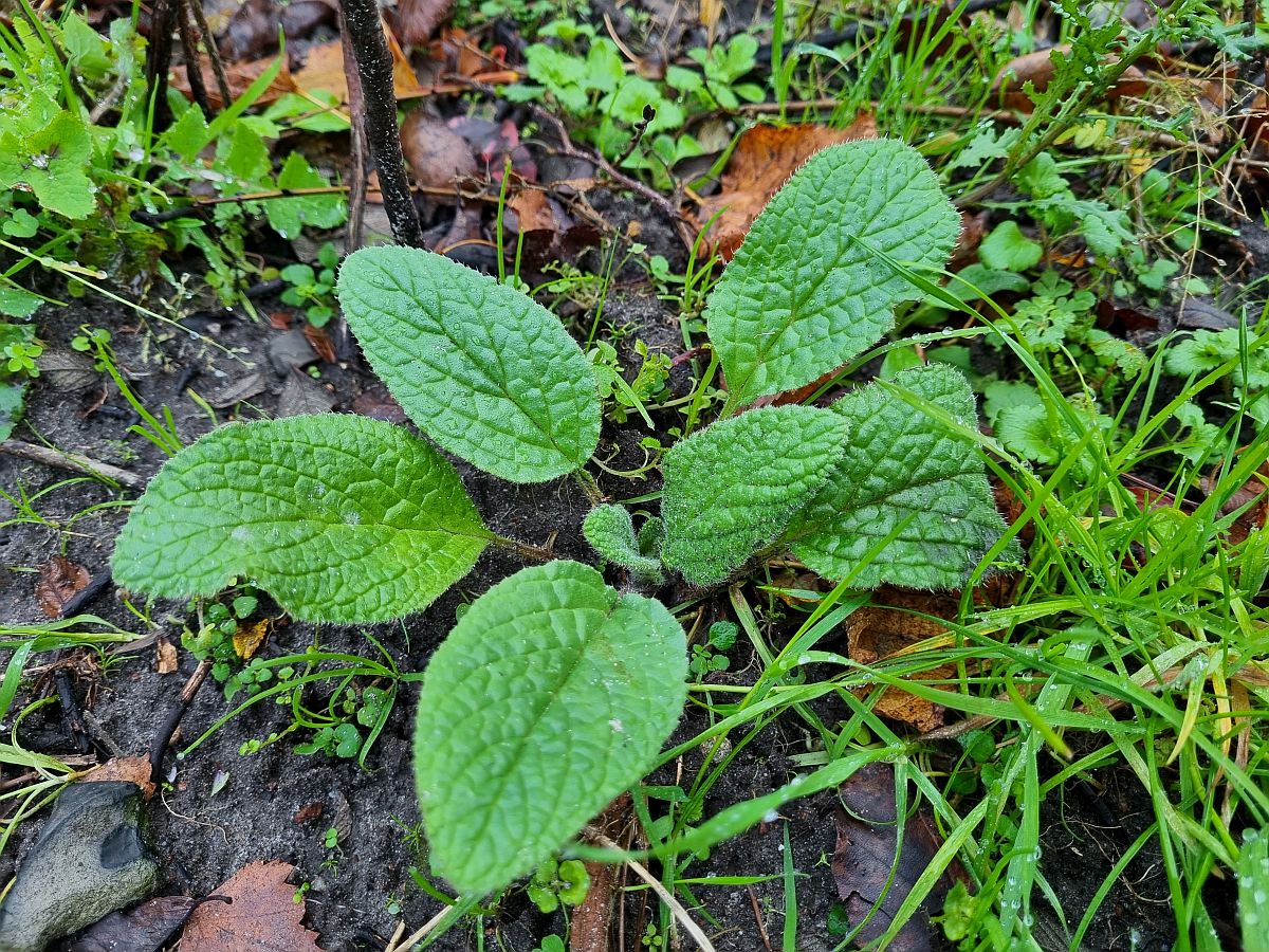 Borago officinalis (door Hanneke Waller)