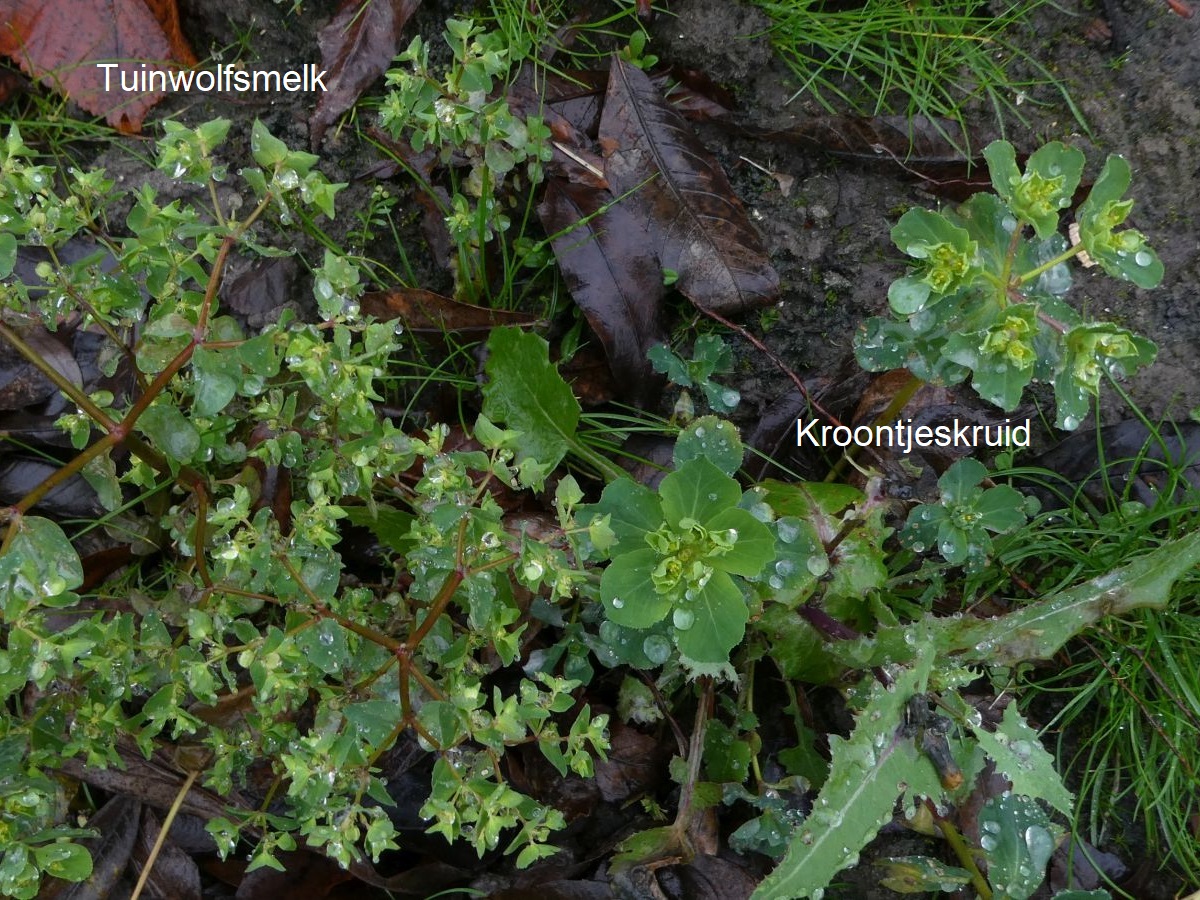 Euphorbia helioscopia (door Hanneke Waller)