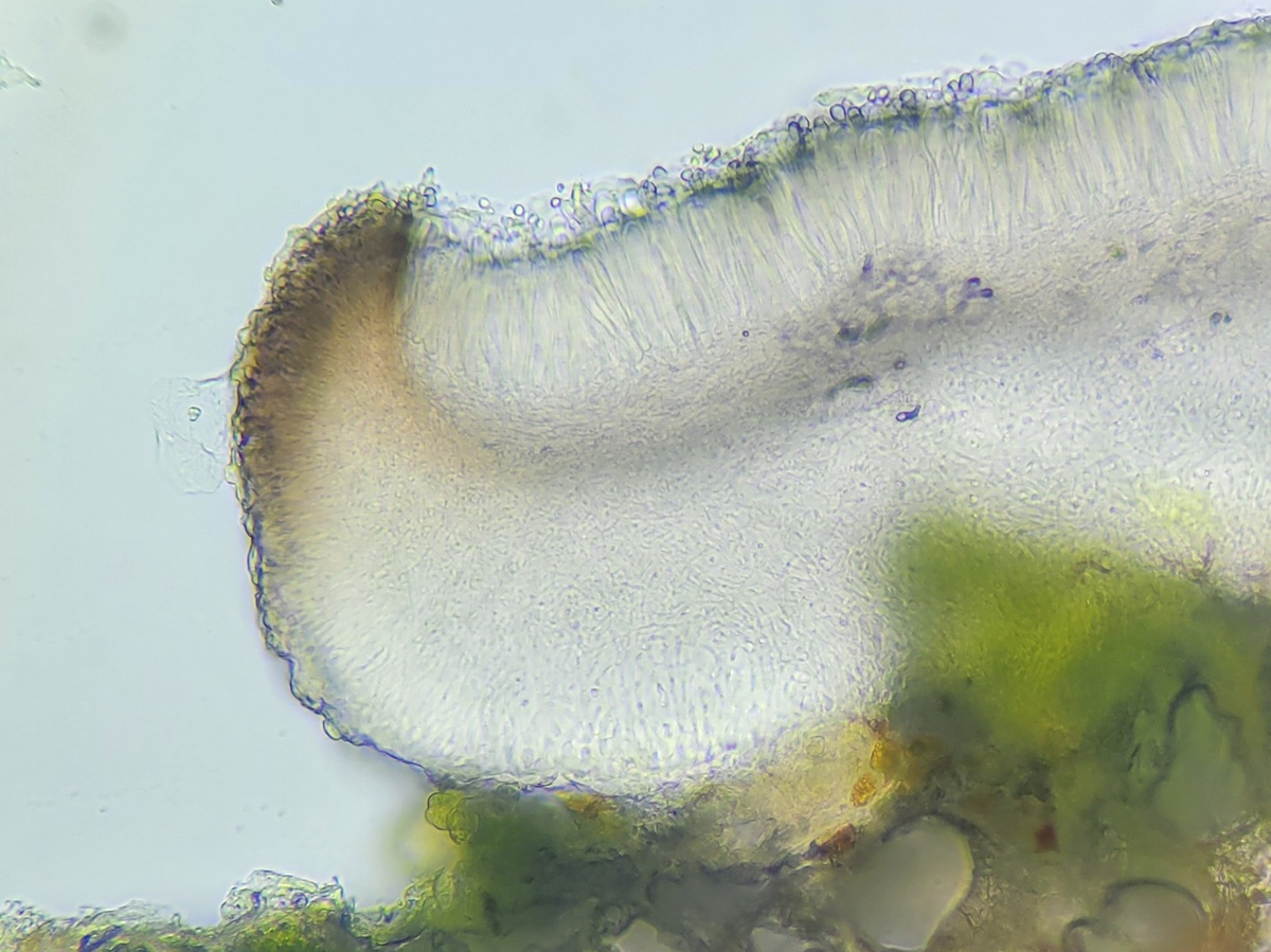 Bacidina friesiana (door Guido Berger)