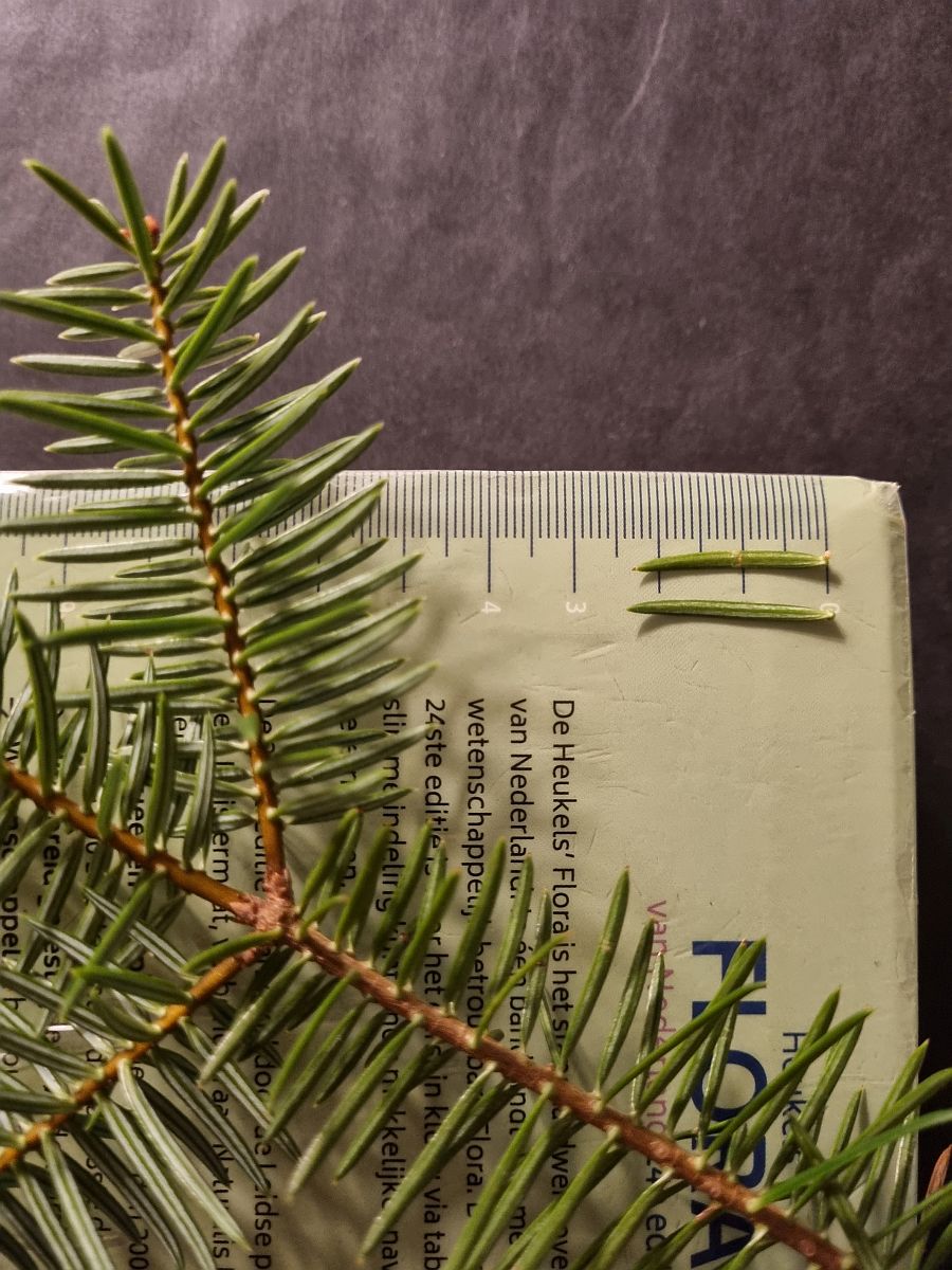 Abies cephalonica (door Hanneke Waller)