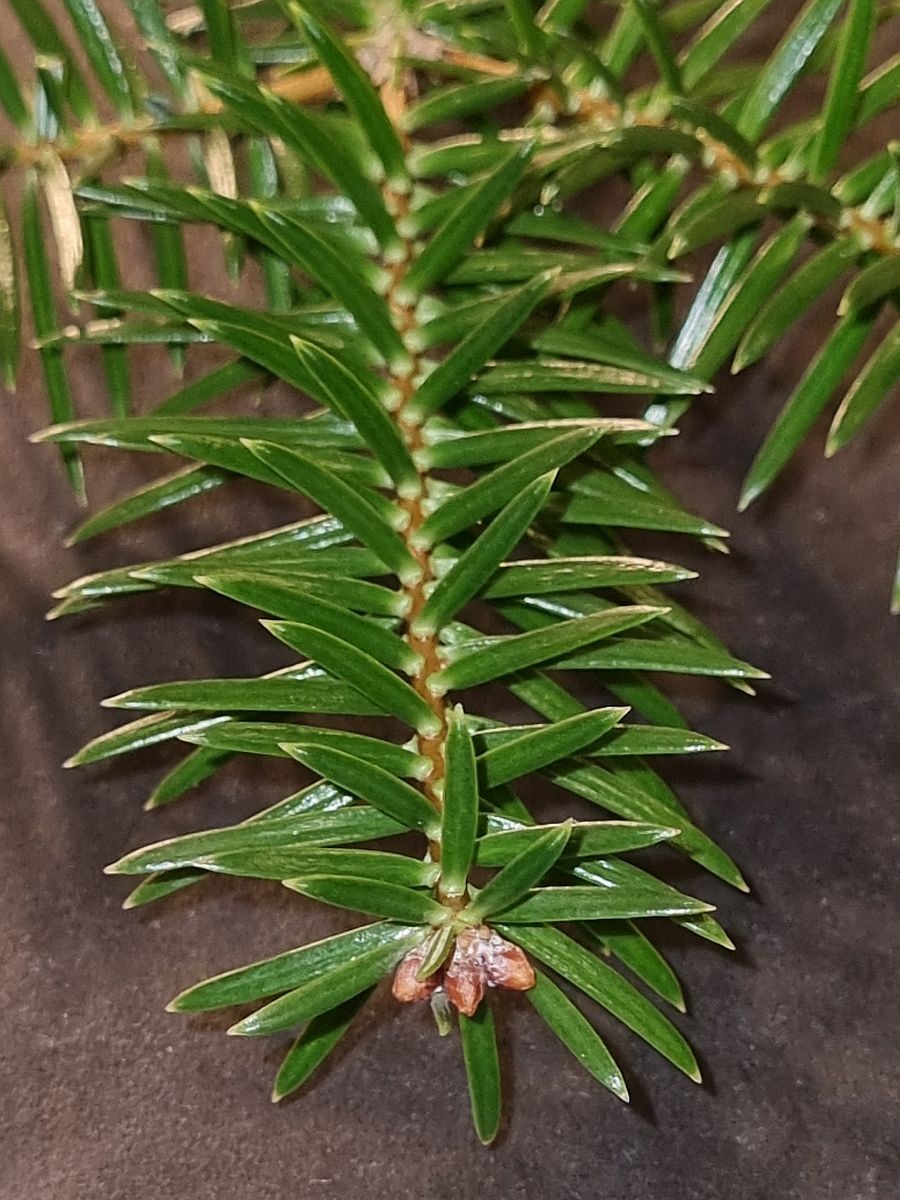 Abies cephalonica (door Hanneke Waller)