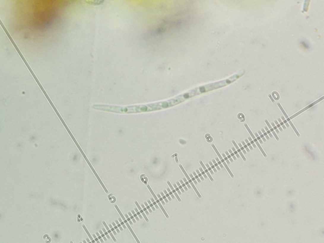 Leptorhaphis maggiana (door Guido Berger)