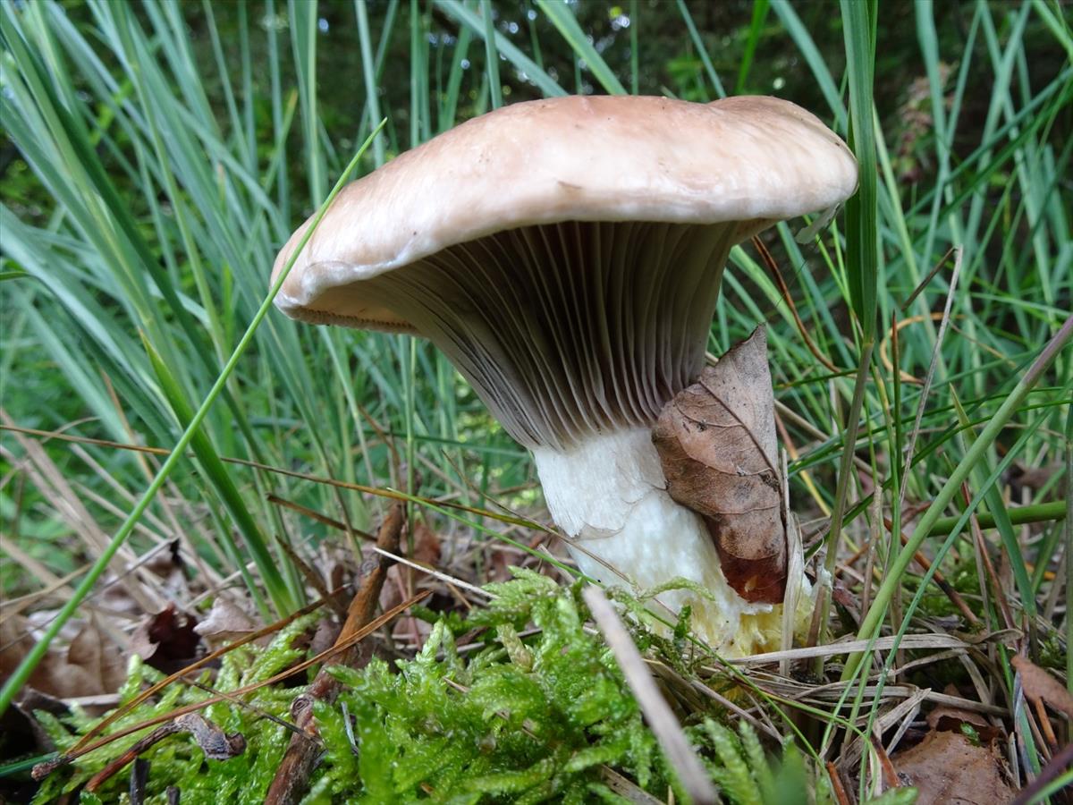 Gomphidius glutinosus (door Peter Hauwert)