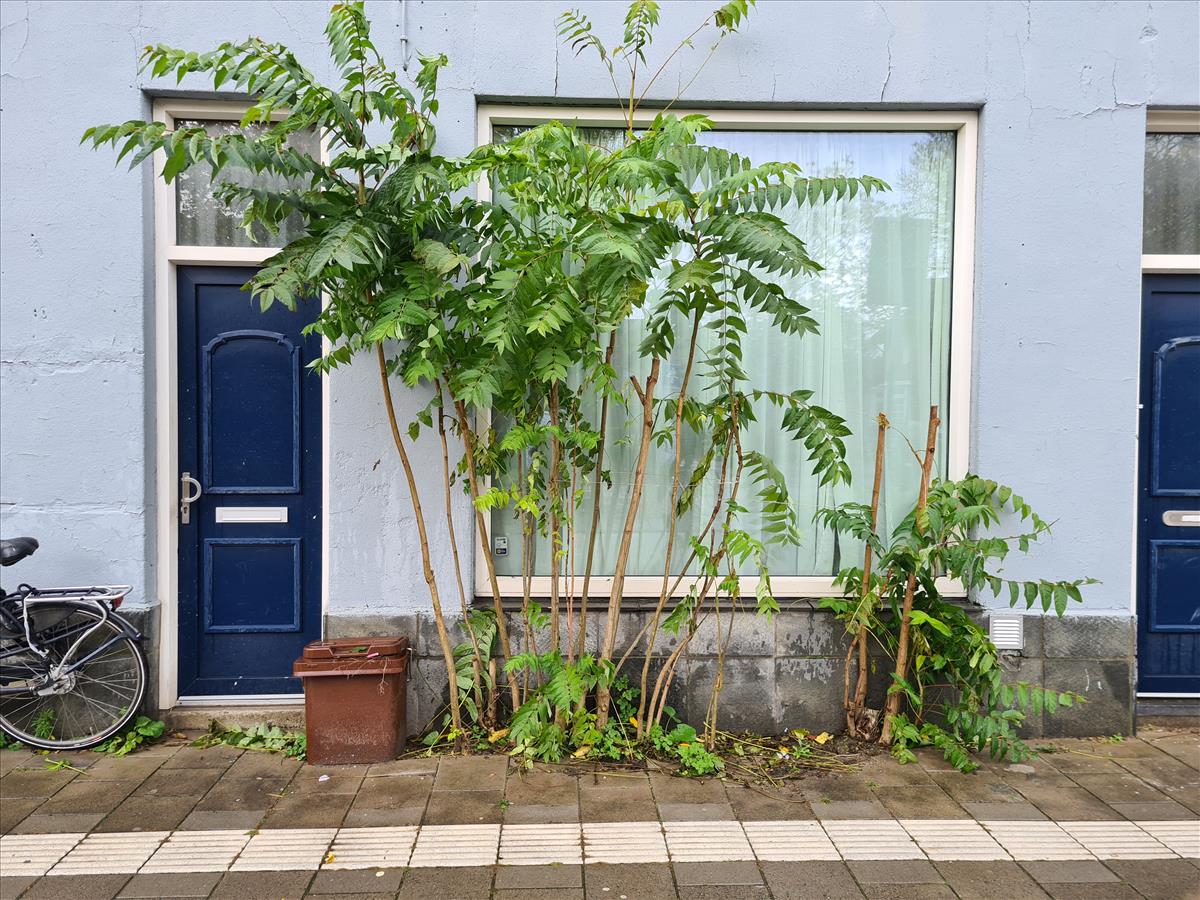 Ailanthus altissima (door Laurens Sparrius)