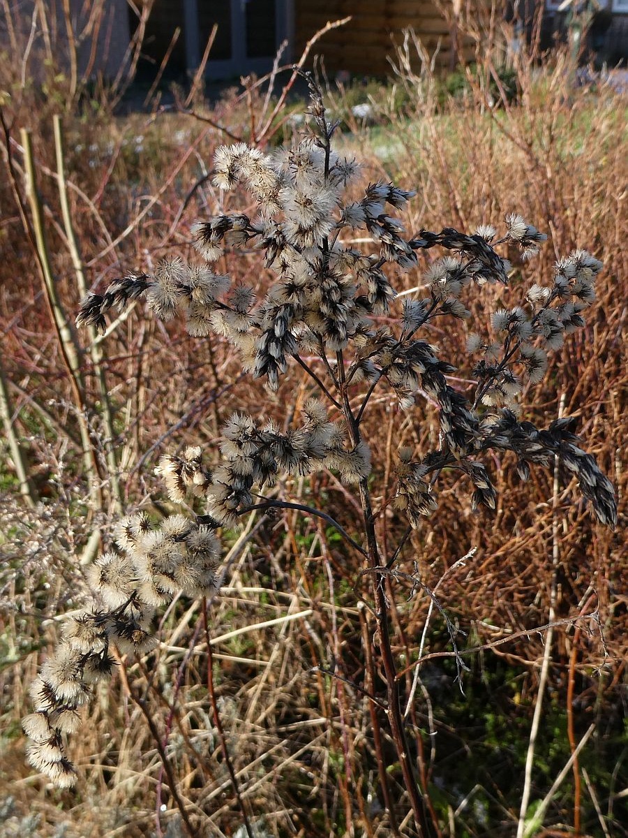 Solidago gigantea (door Hanneke Waller)