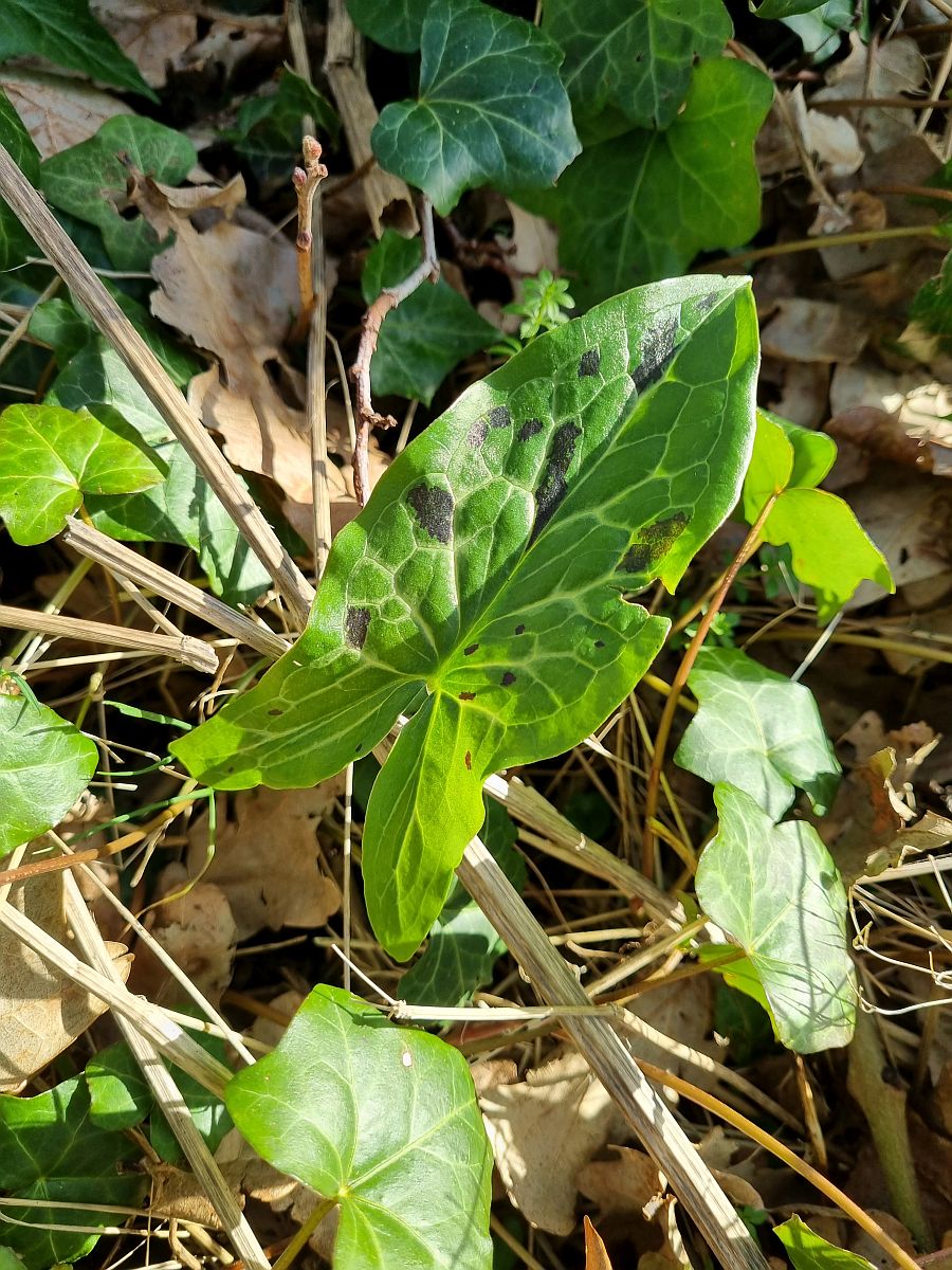 Arum italicum x maculatum (door Hanneke Waller)