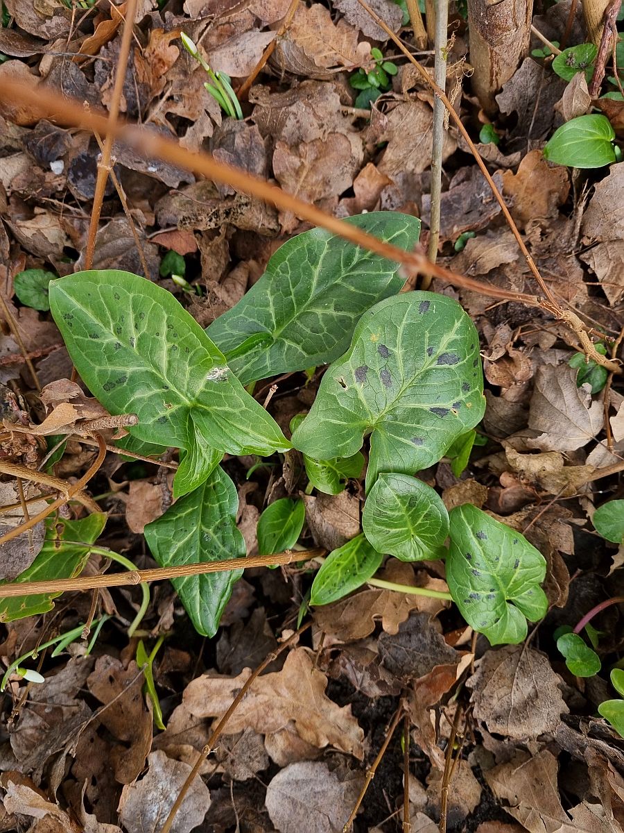 Arum italicum x maculatum (door Hanneke Waller)