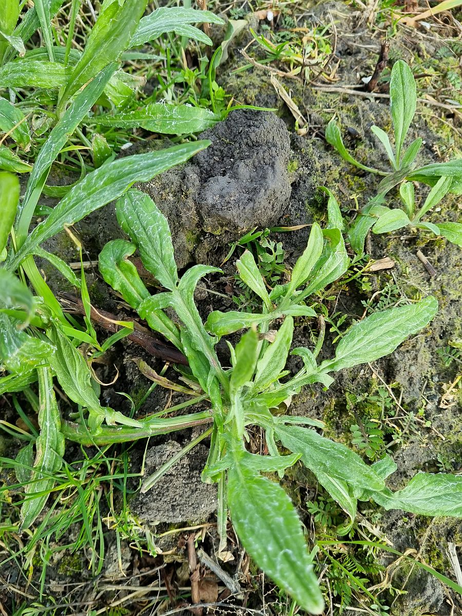 Centaurea cyanus (door Hanneke Waller)