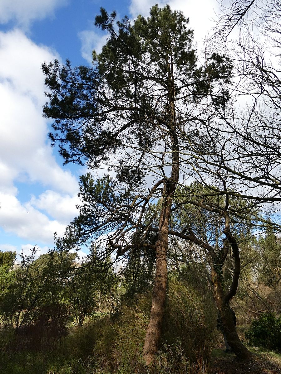 Pinus mugo (door Hanneke Waller)