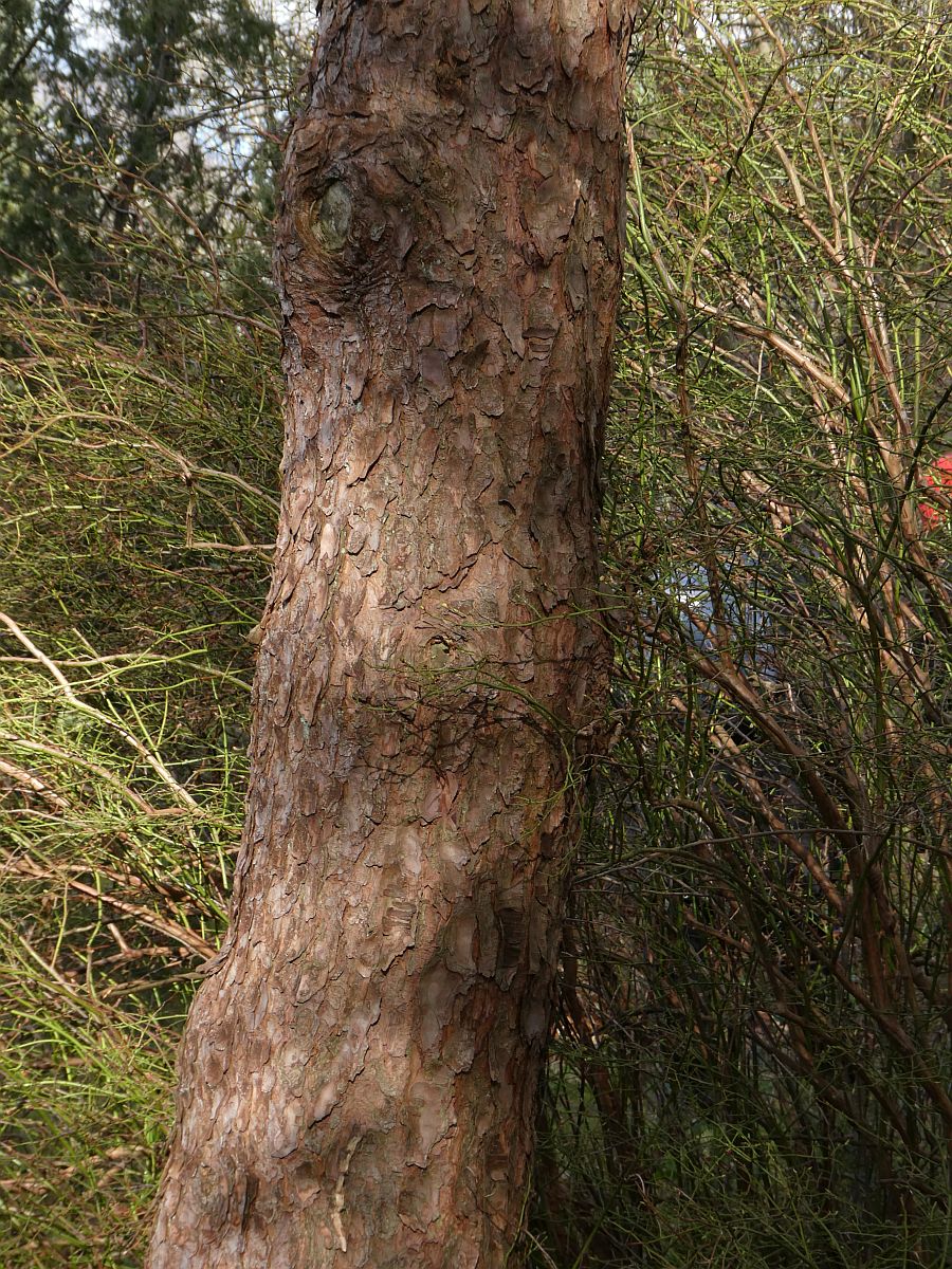 Pinus mugo (door Hanneke Waller)