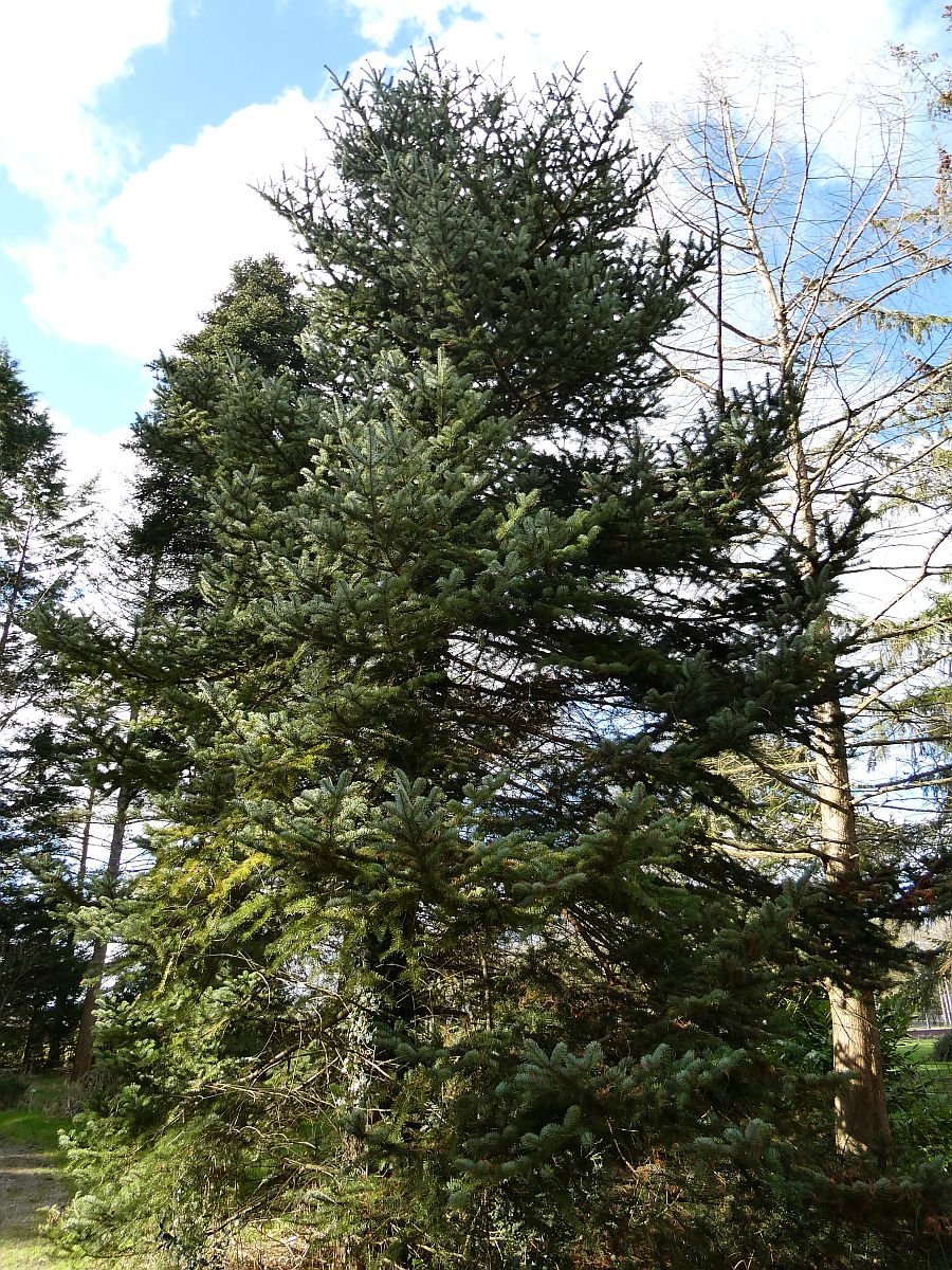 Abies cephalonica (door Hanneke Waller)