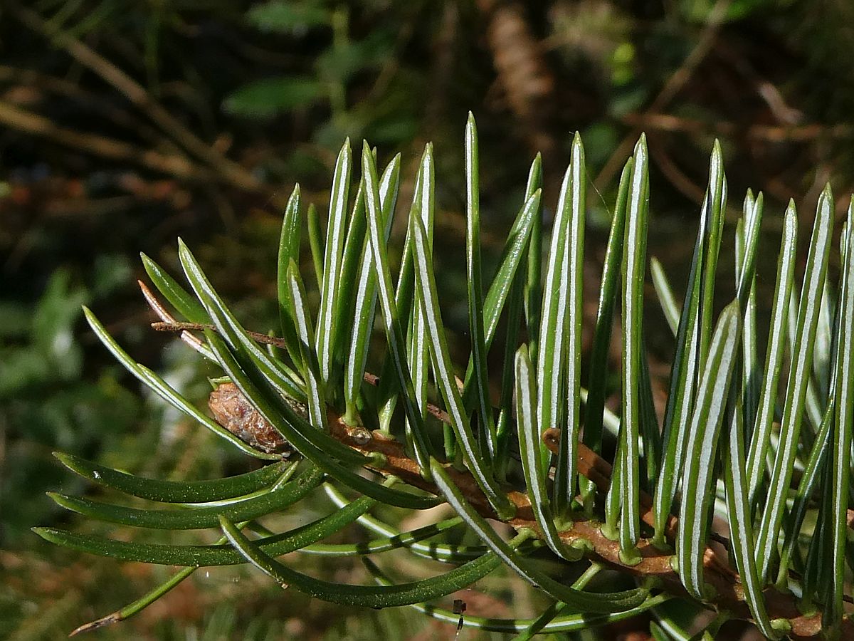 Abies cephalonica (door Hanneke Waller)