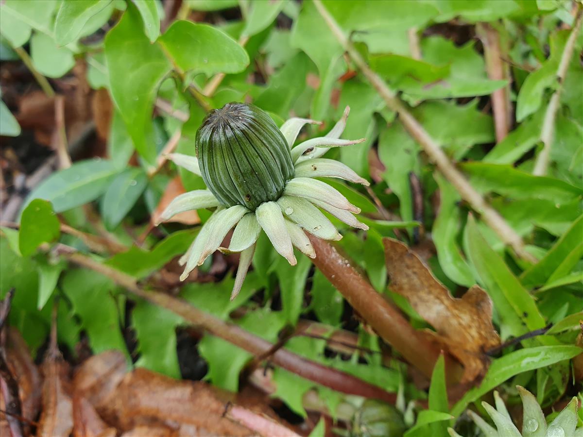 Taraxacum fusciflorum (door Otto Zijlstra)