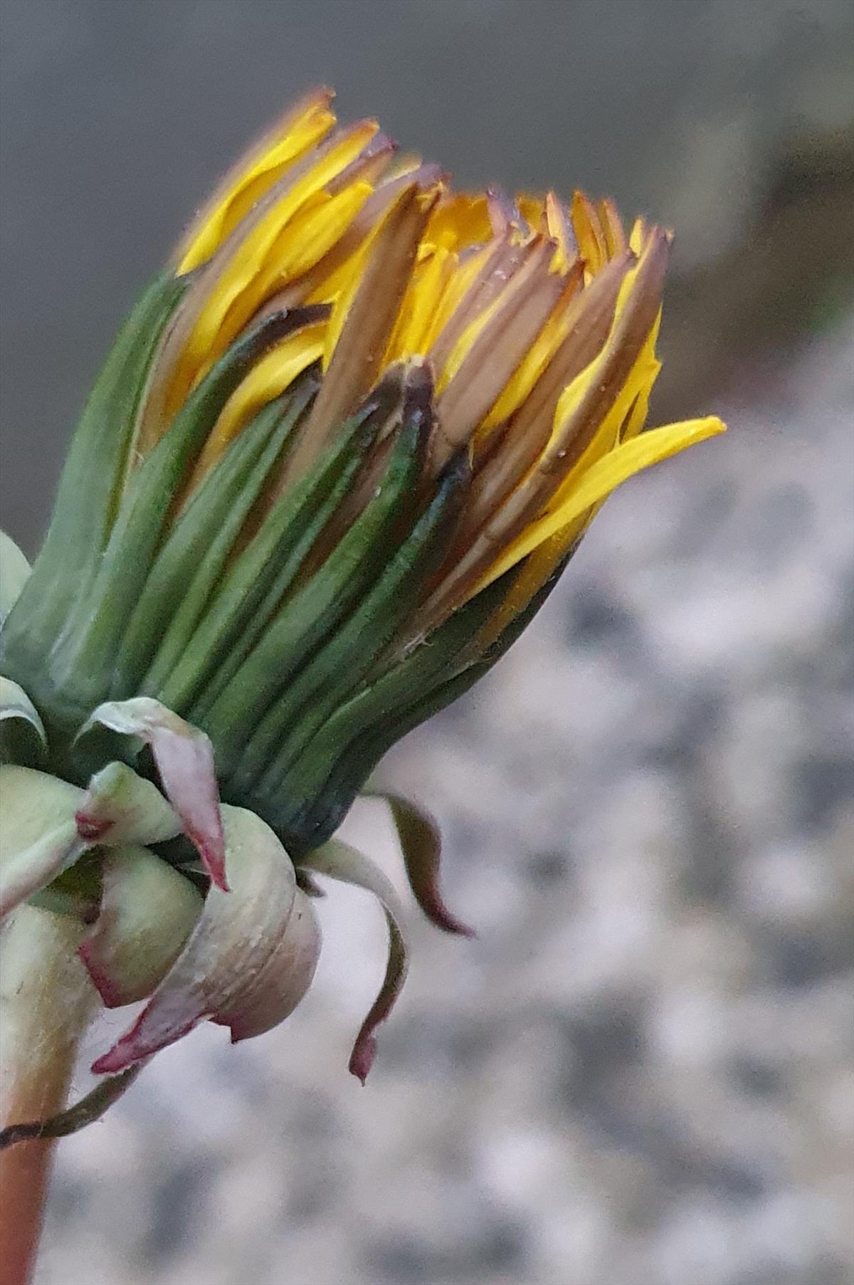 Taraxacum fusciflorum (door Otto Zijlstra)