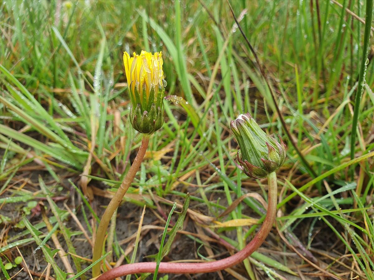 Taraxacum gelricum (door Otto Zijlstra)