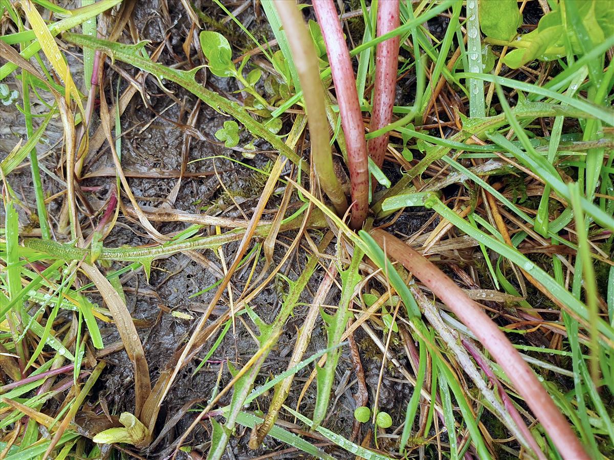 Taraxacum gelricum (door Otto Zijlstra)